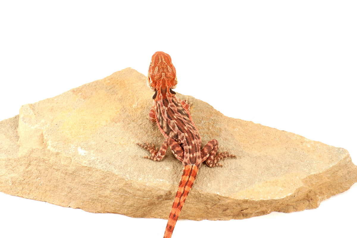 Leatherback 100% Red Monster Bearded Dragon
