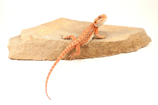 Hypo Leatherback Orange Tiger Blue Bar Bearded Dragon