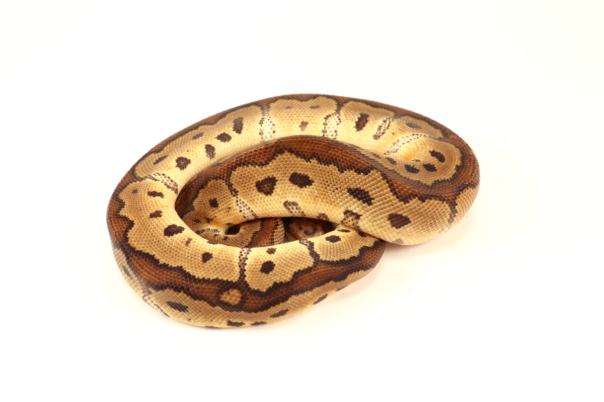 Red Stripe Clown Ball Python