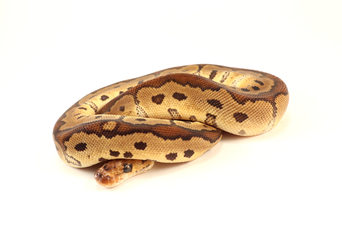 Red Stripe Clown Ball Python