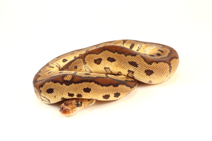 Red Stripe Clown Ball Python