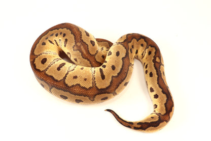 Red Stripe Clown Ball Python