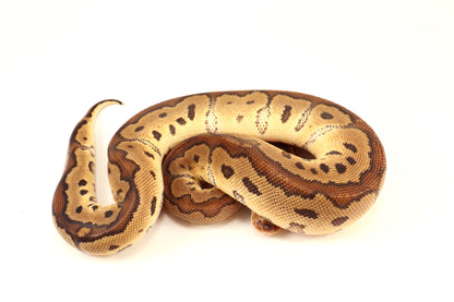 Red Stripe Clown Ball Python