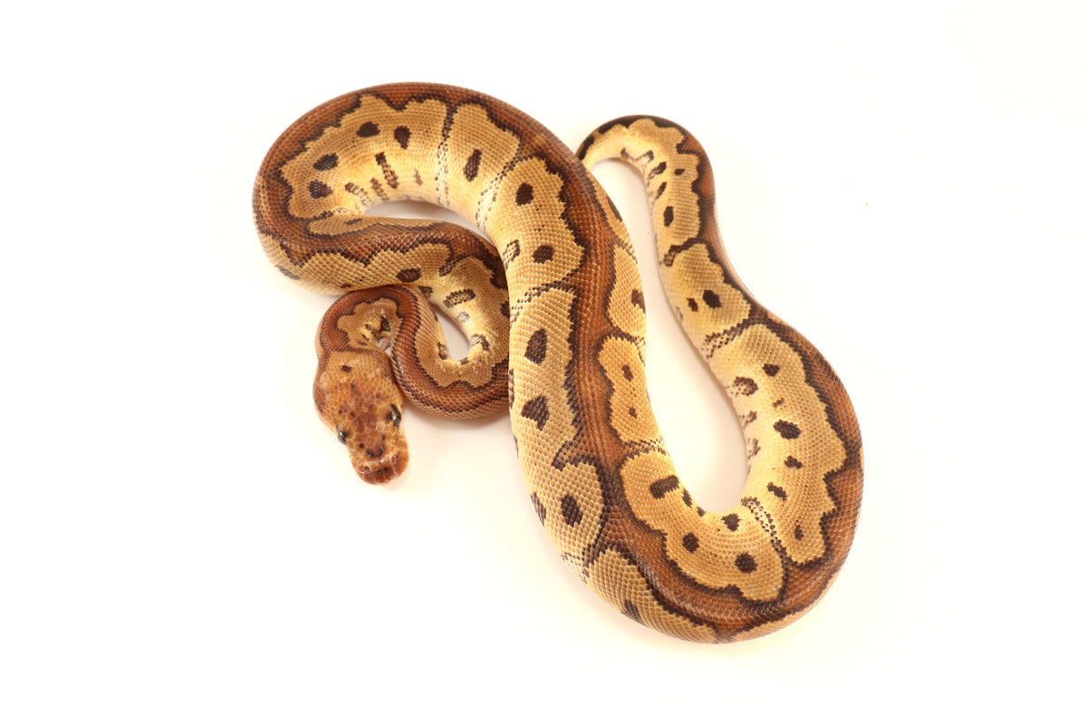 Red Stripe Clown Ball Python