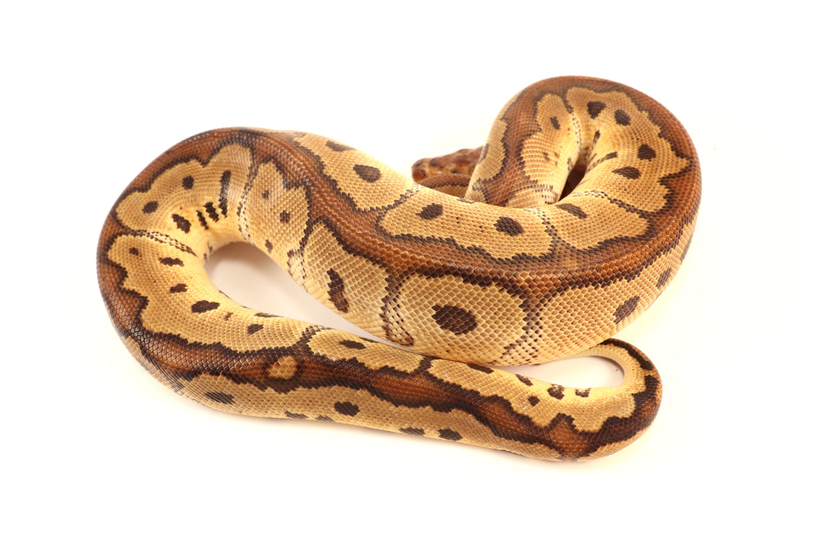 Red Stripe Clown Ball Python
