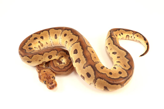 Red Stripe Clown Ball Python