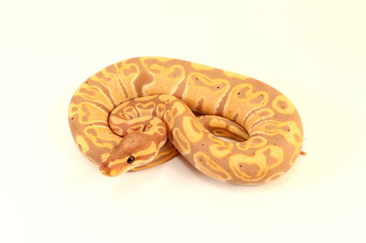 Banana Cinnamon Ball Python