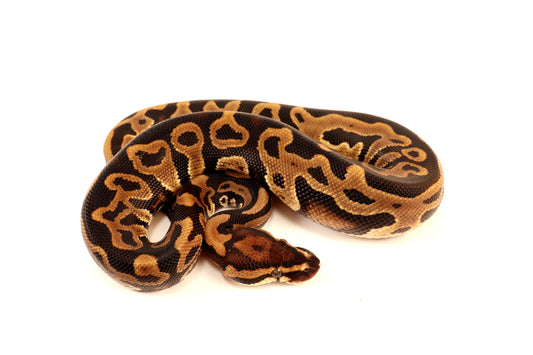 Leopard het Clown Ball Python