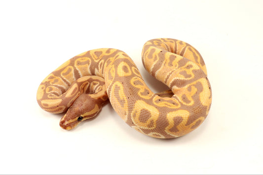 Banana Leopard Ball Python