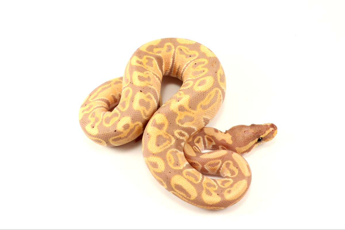 Banana Leopard Ball Python - All Reptiles