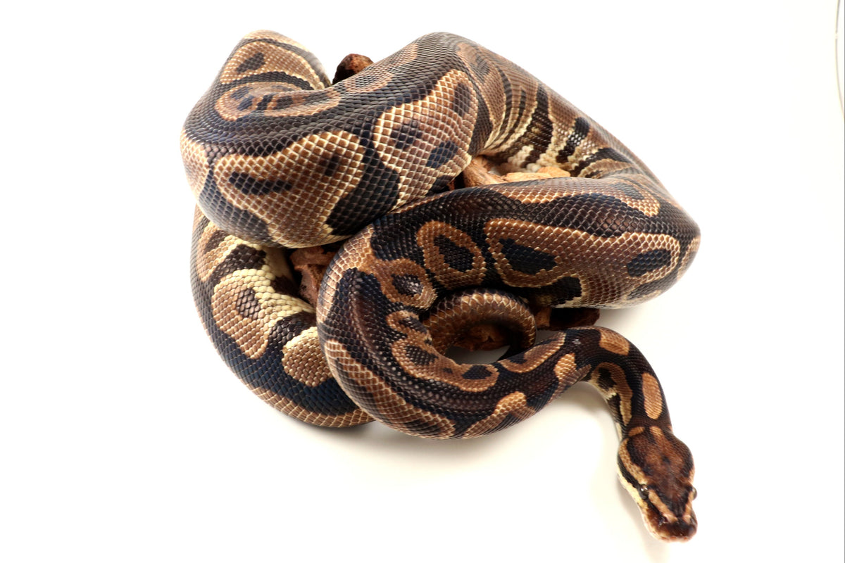 Leopard Yellow Belly Ball Python