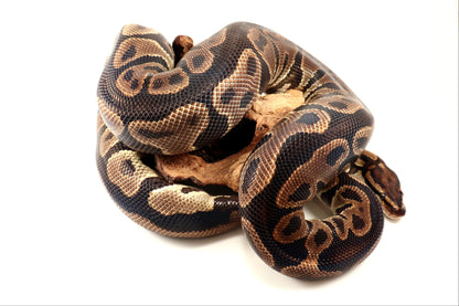 Leopard Yellow Belly Ball Python