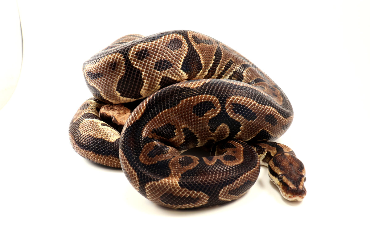 Leopard Yellow Belly Ball Python