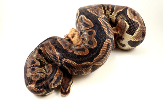Leopard Yellow Belly Ball Python