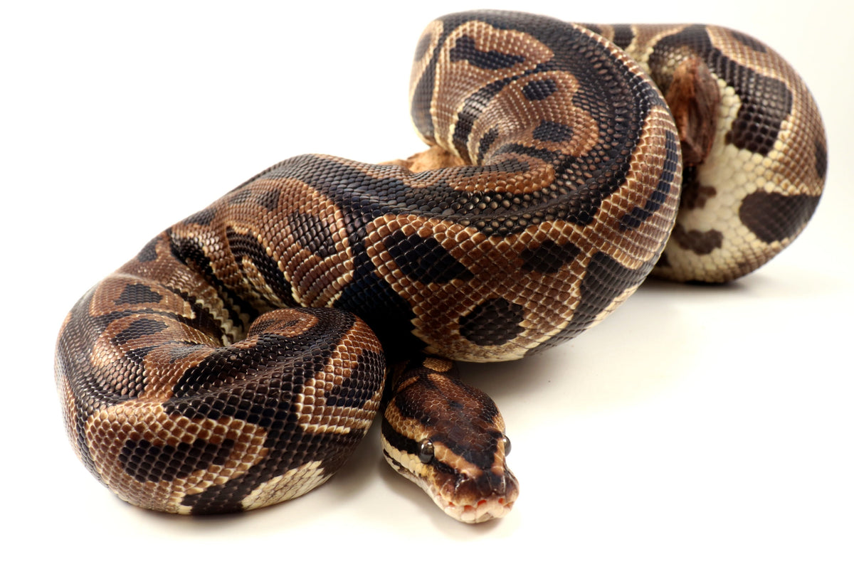 Leopard Yellow Belly Ball Python