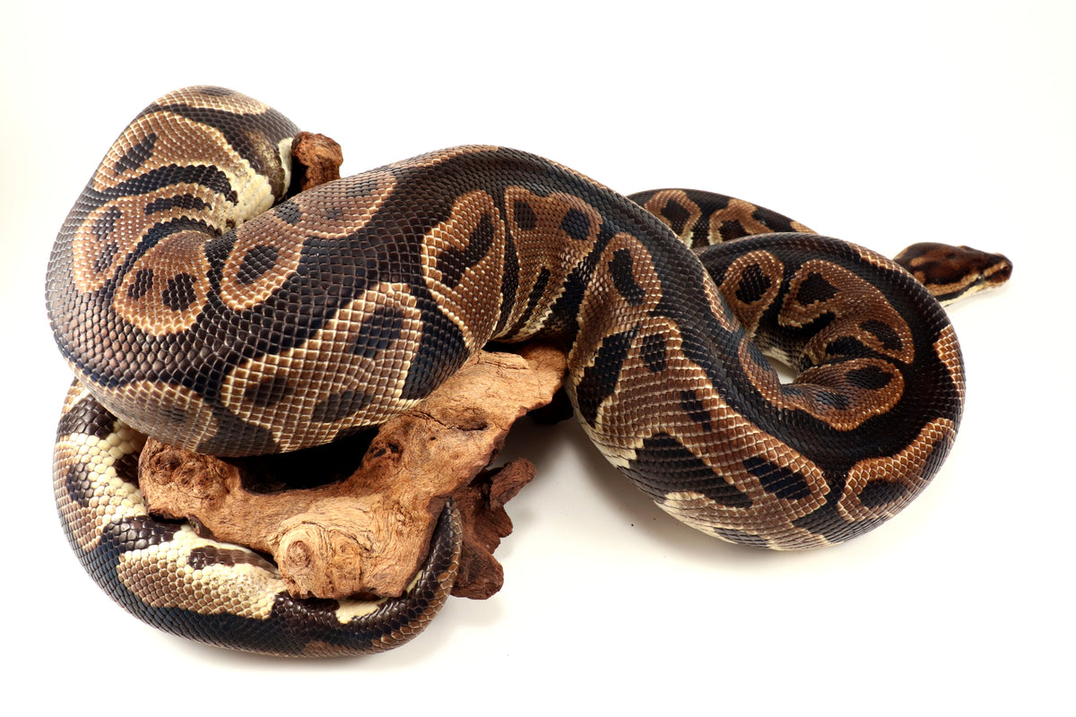 Leopard Yellow Belly Ball Python