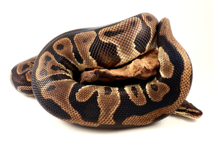 Leopard Yellow Belly Ball Python