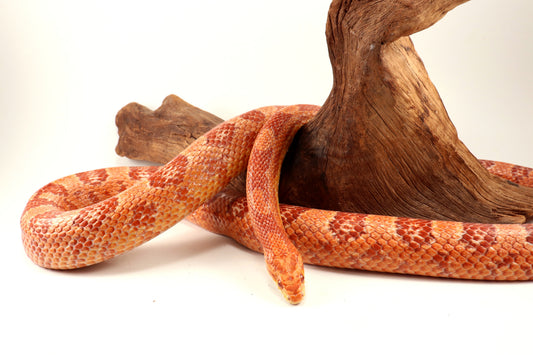 Amel Corn Snake