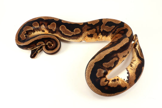 Scrambler Pied Ball Python