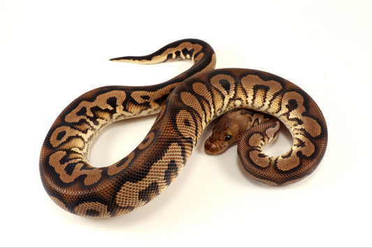 Black Pastel Clown Ball Python