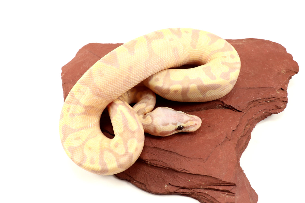 Enchi Super Banana Ball Python
