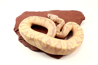 Enchi Super Banana Ball Python