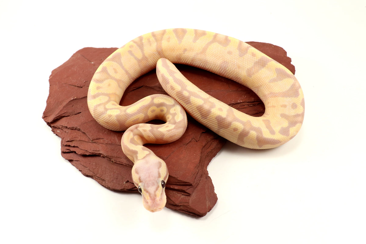 Enchi Super Banana Ball Python