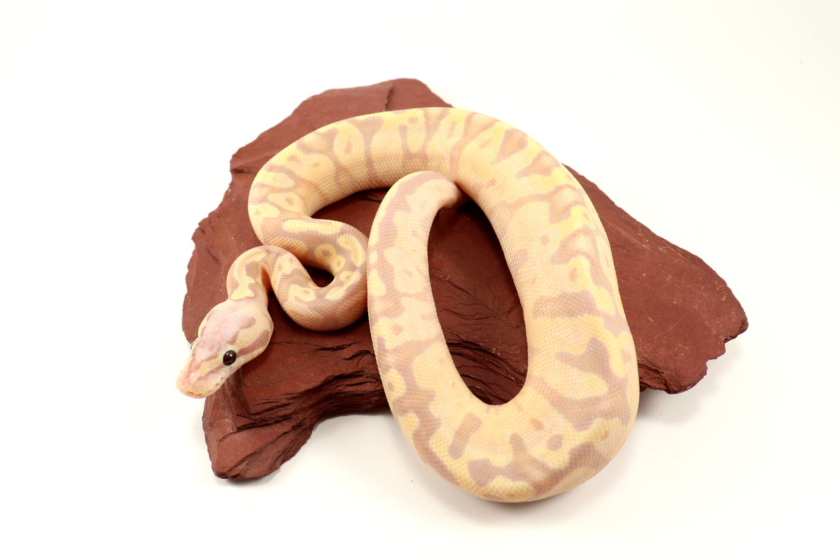 Enchi Super Banana Ball Python