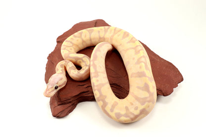 Enchi Super Banana Ball Python