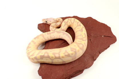 Enchi Super Banana Ball Python