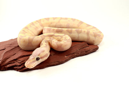 Enchi Super Banana Ball Python