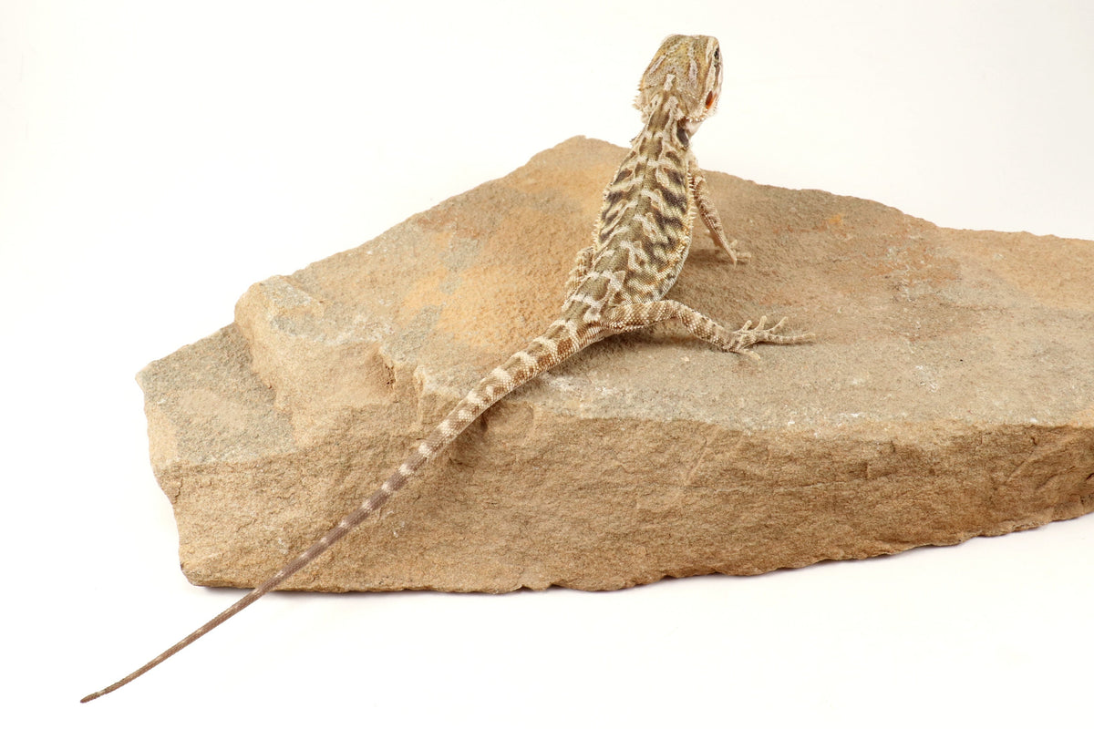 Hypo Leatherback Tiger Bearded Dragon