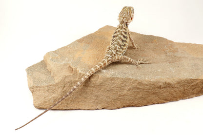 Hypo Leatherback Tiger Bearded Dragon