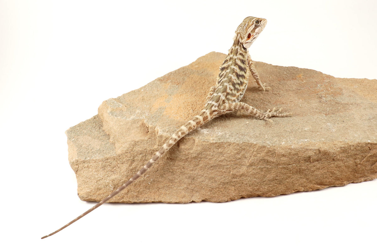 Hypo Leatherback Tiger Bearded Dragon