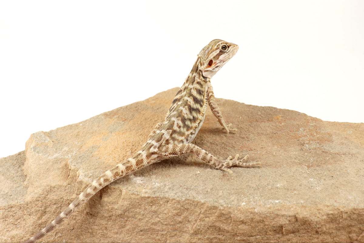 Hypo Leatherback Tiger Bearded Dragon