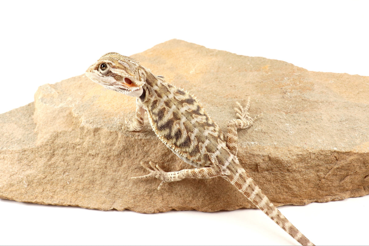 Hypo Leatherback Tiger Bearded Dragon