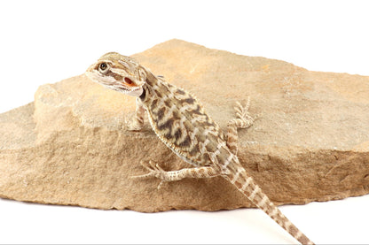 Hypo Leatherback Tiger Bearded Dragon