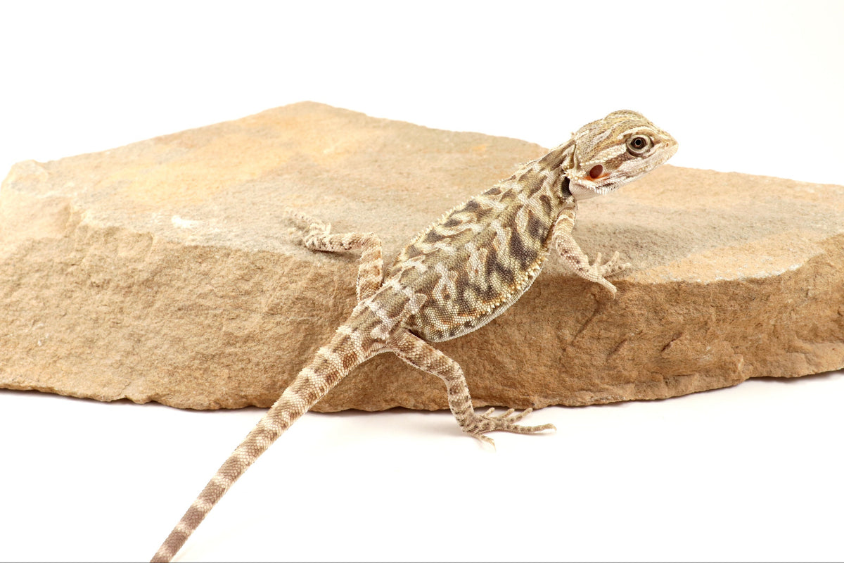 Hypo Leatherback Tiger Bearded Dragon