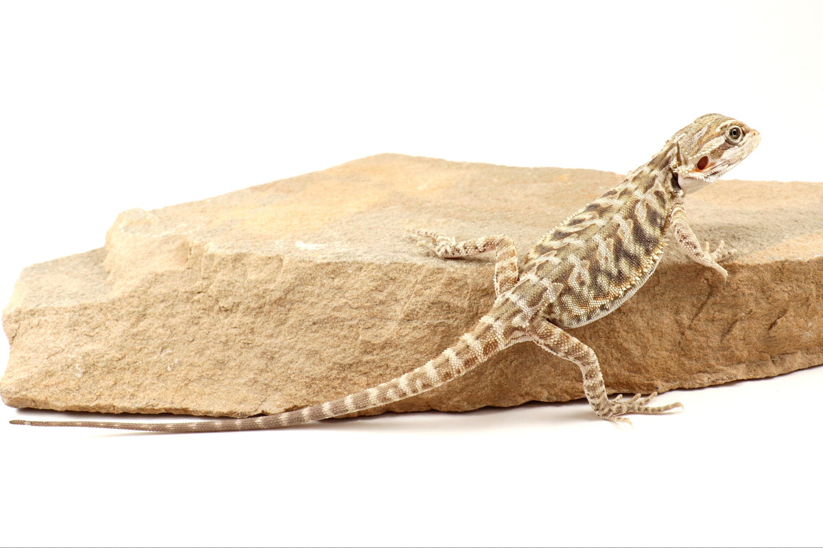 Hypo Leatherback Tiger Bearded Dragon