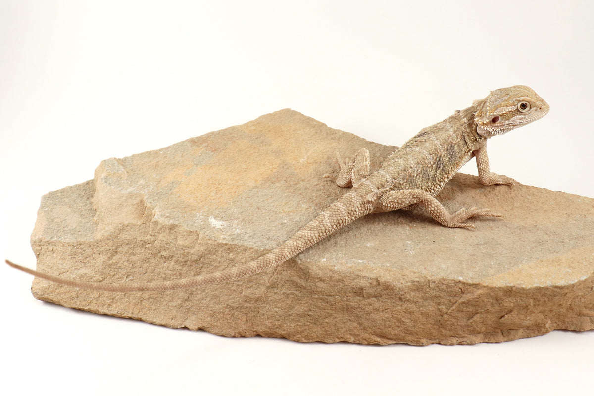 Hypo Tiger Bearded Dragon