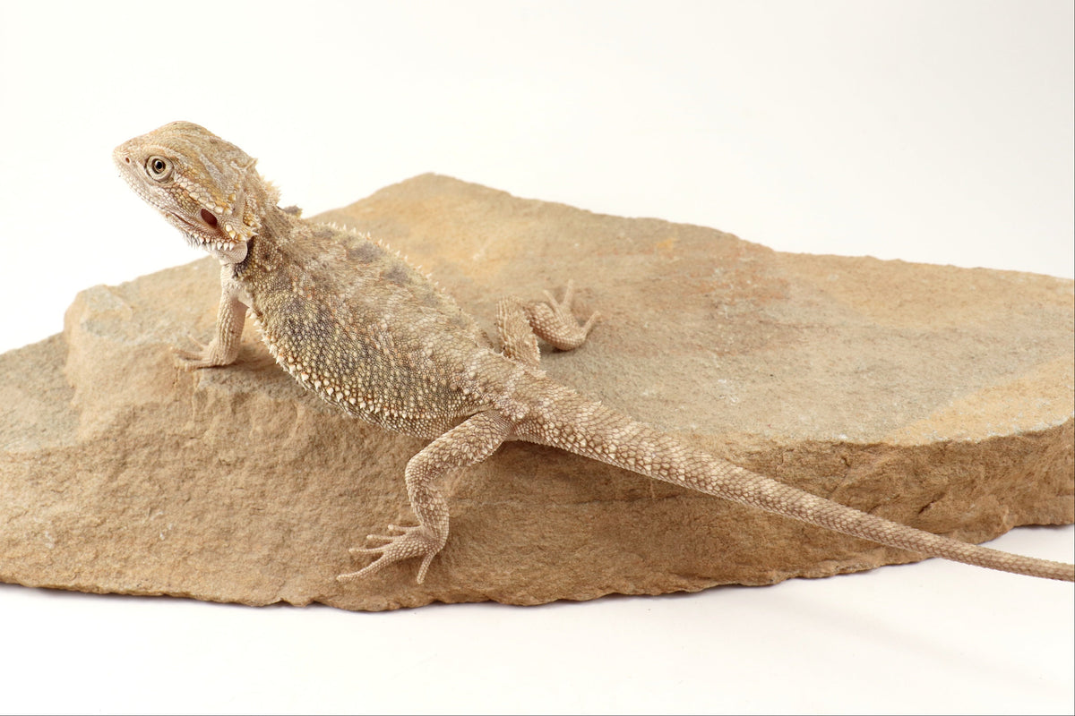 Hypo Tiger Bearded Dragon