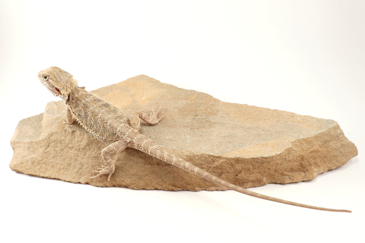 Hypo Tiger Bearded Dragon