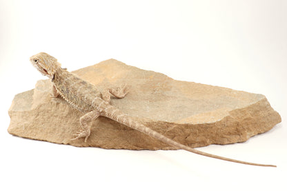 Hypo Tiger Bearded Dragon