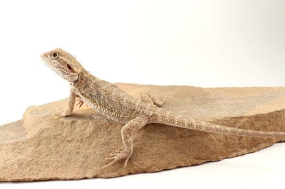 Hypo Tiger Bearded Dragon