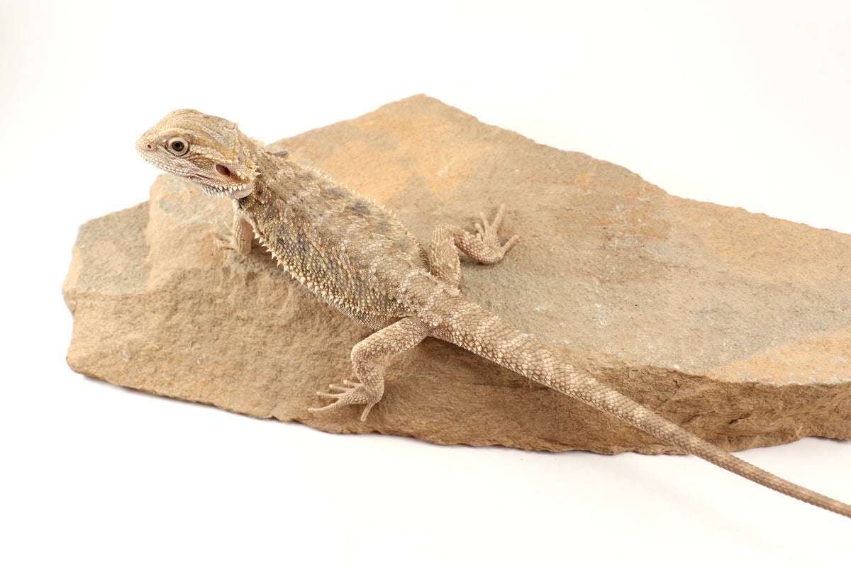 Hypo Tiger Bearded Dragon