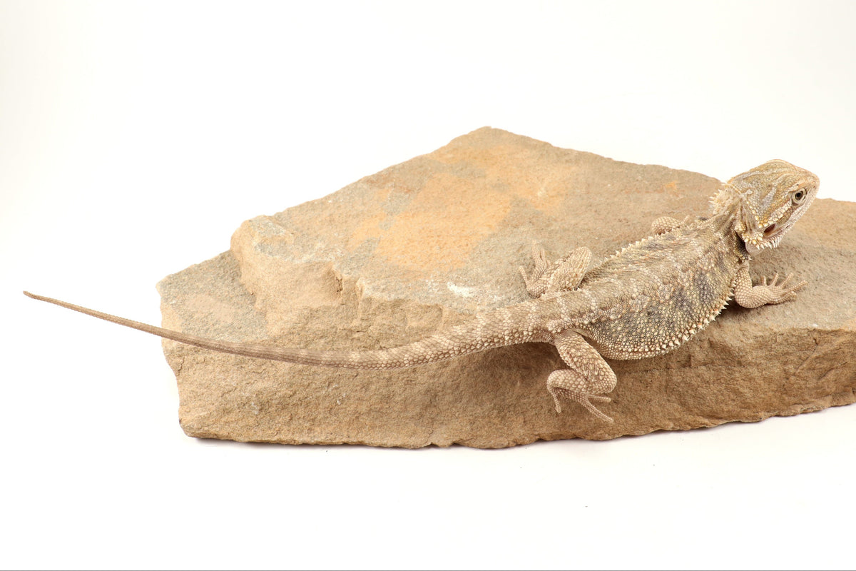 Hypo Tiger Bearded Dragon