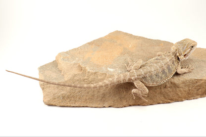 Hypo Tiger Bearded Dragon