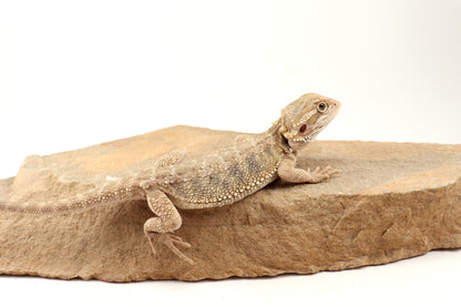 Hypo Tiger Bearded Dragon