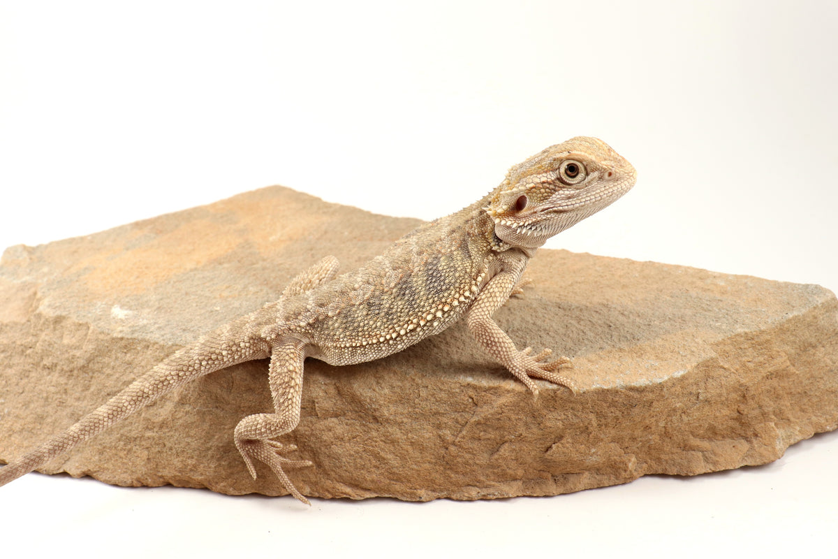 Hypo Tiger Bearded Dragon