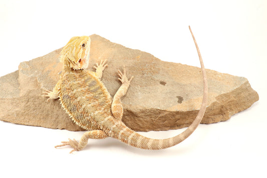 Hypo Tiger Bearded Dragon